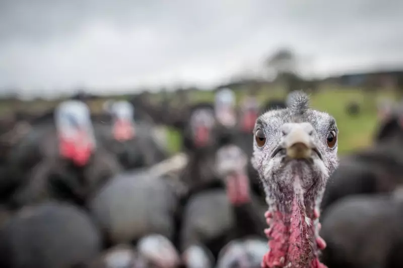 UK Faces Christmas Turkey Shortage as Bird Flu Cases Surge