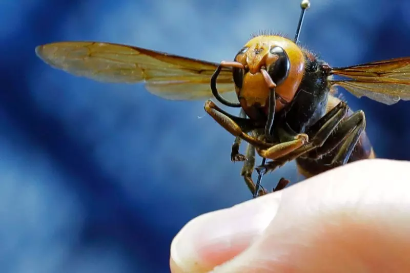 UK Government Faces Constitutional Crisis as Devolution Powers Clash