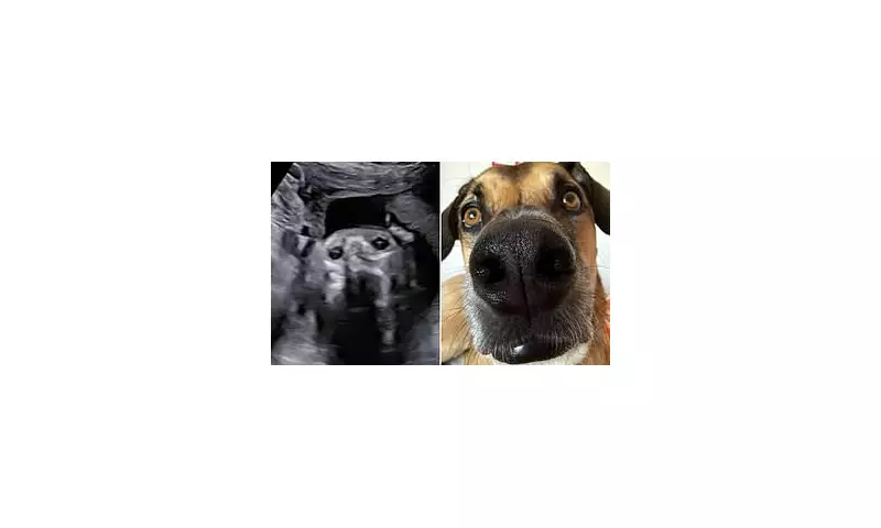 Ultrahound Revelation: Expectant Mother Stunned as Ultrasound Scan Shows Baby with Uncanny Canine Features