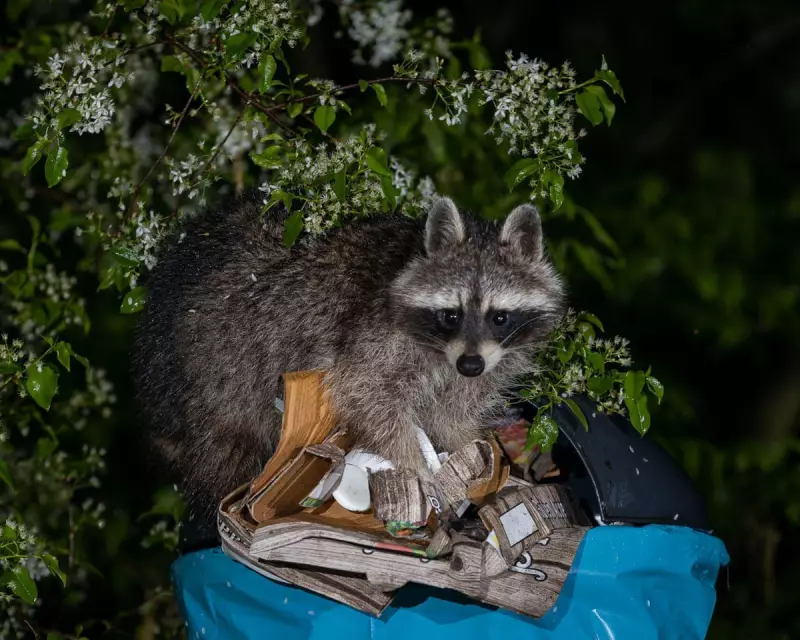 Urban Raccoons Evolving: Are 'Trash Pandas' Becoming Domesticated?