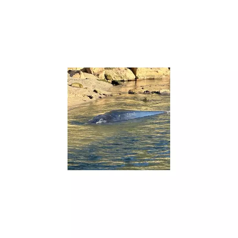 Urgent Rescue Mission for Stranded Fin Whale on Cornwall Beach