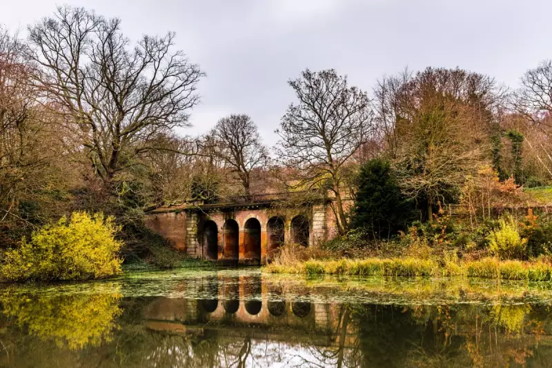 Vanishing Wings: The Haunting Disappearance of Hampstead's Dragonflies