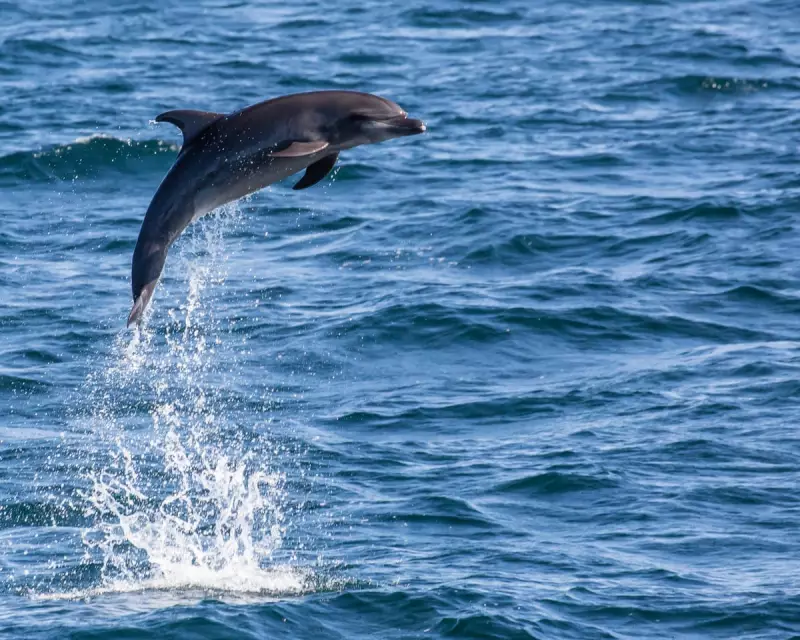 Venice's Lost Dolphin: The Heartwarming Rescue Mission for Mimmo in Canals Near St Mark's Square