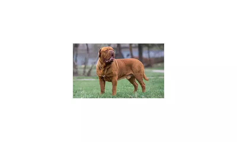 Vets Reveal UK Dog Breeds Most Prone to Deadly Cancer - Is Your Pet at Risk?