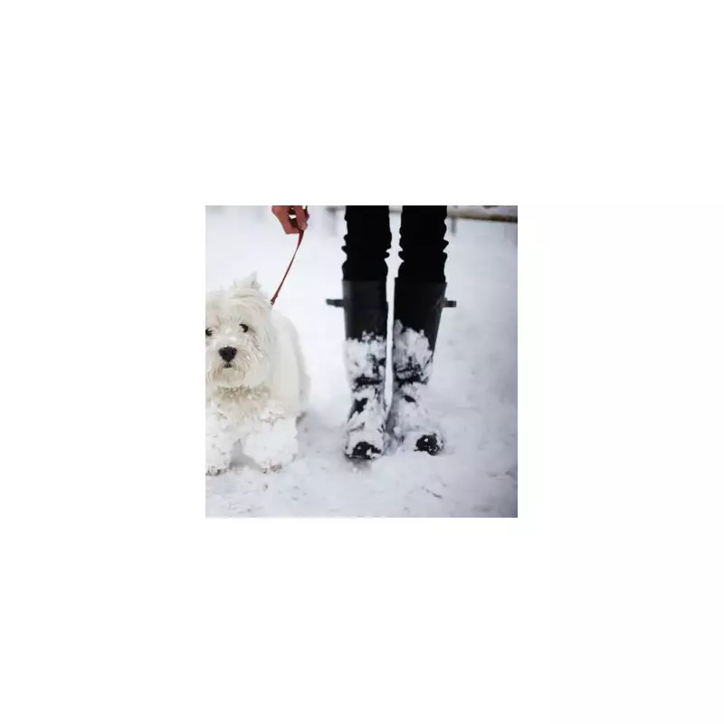 Vet's Urgent Warning: The Exact Temperature Dogs Shouldn't Walk