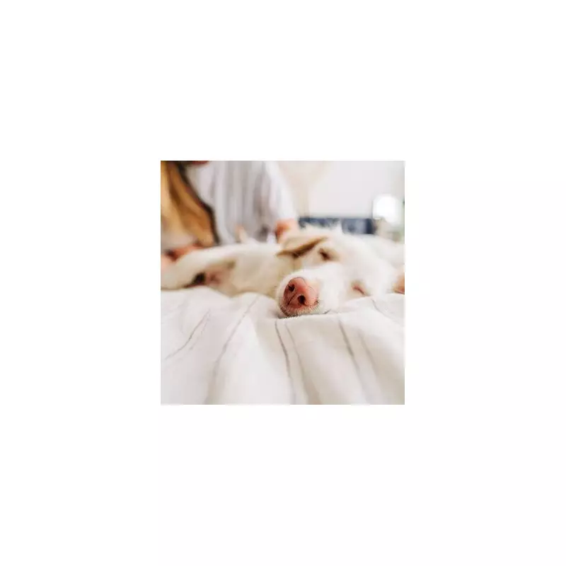 Vet's Urgent Warning: Why Your Dog's Grass-Eating Habit Could Be A Red Flag