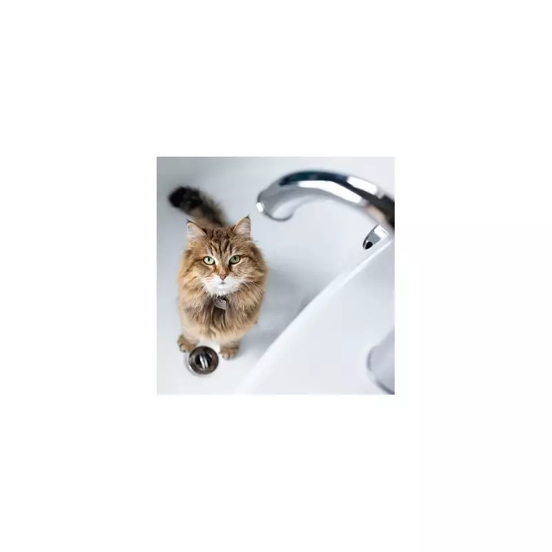 Vet's Warning: Stop Bathing Your Cat, It's Unnecessary and Stressful