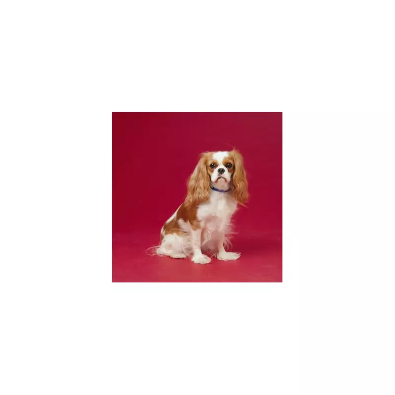 Vet's Warning: Why I'd Never Own a Cavalier King Charles Spaniel