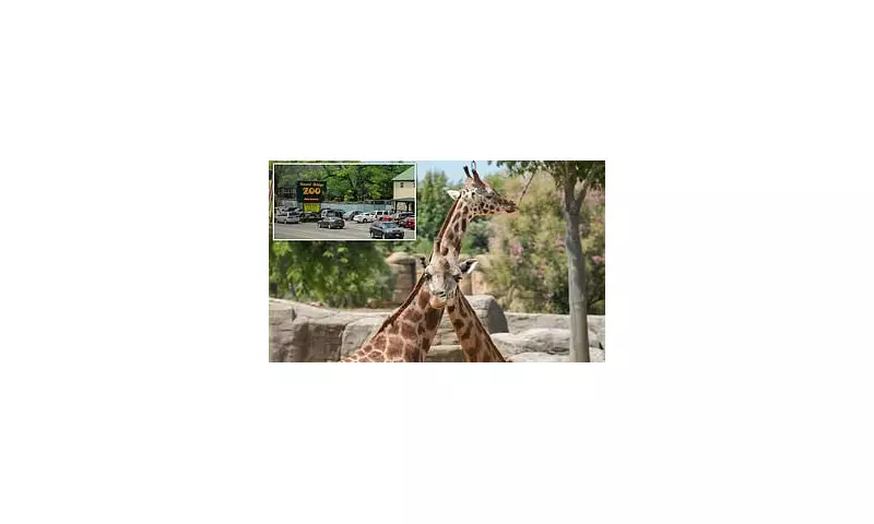 Virginia Zoo Jails Manager Over Missing Giraffe Calves as Silverstone Offers £39k Reward