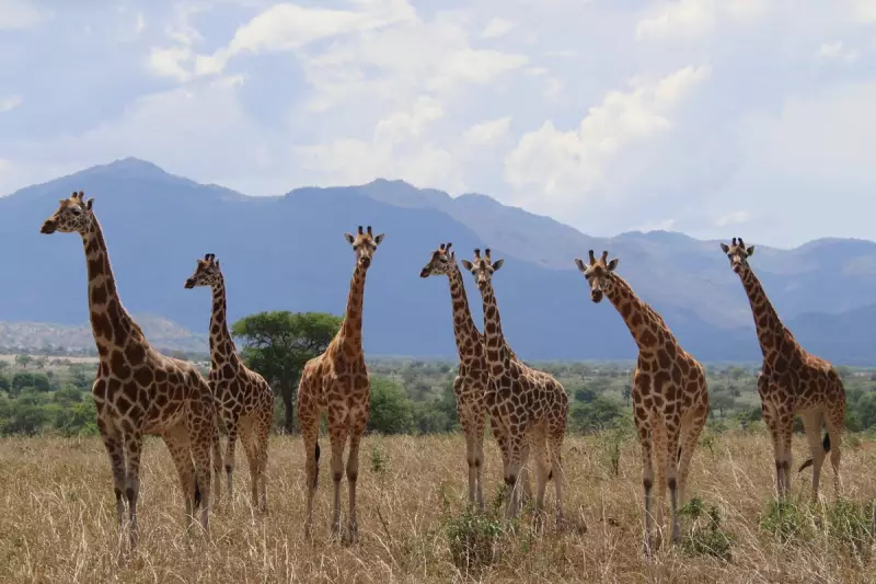 Why Giraffes Evolved Such Long Necques: The Ancient Battle for Survival