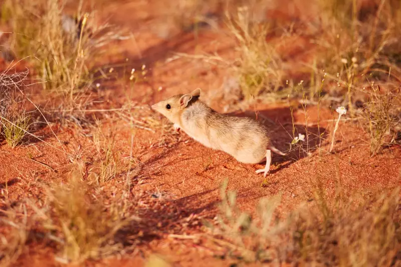 Wild Deserts: Can Australia's Marsupials Learn to Live With Feral Cats?