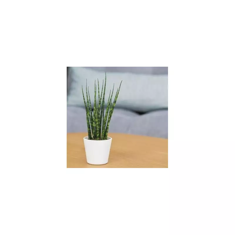 Winter Snake Plant Care: 7 Essential Tips to Keep Your Sansevieria Thriving