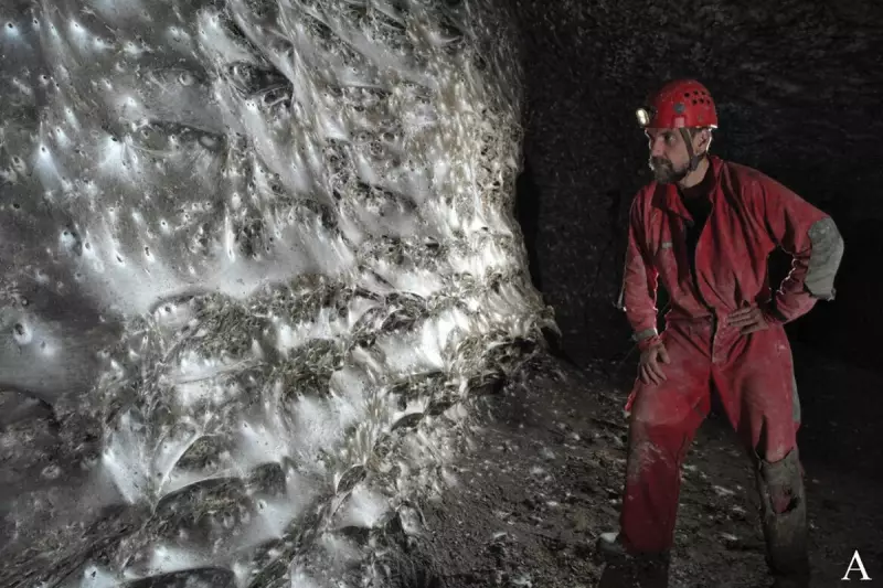 World's Largest Spider Web Discovered in UK Cave: A Scientific Marvel