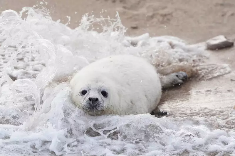 World's Longest Grey Seal Study Continues on Farne Islands