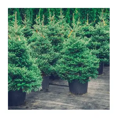 10 Expert Tips to Keep Your Christmas Tree Fresh All Season