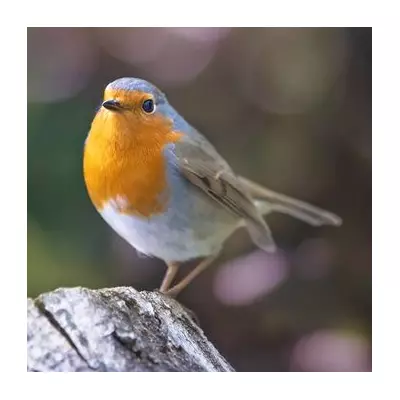 Attract Robins to Your Garden This Winter With One Simple Fruit