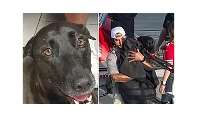 Dog's Dramatic Ocean Rescue: Labrador Saved Half Mile Off San Diego Coast