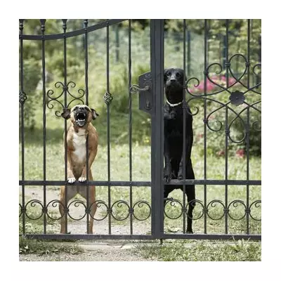 Florida Man Killed in Freak Accident by Pet Dog in Vehicle