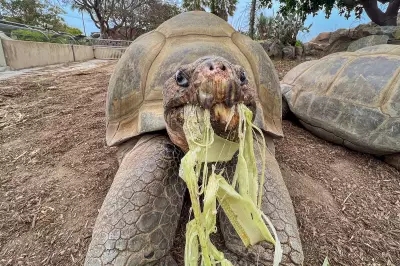 Gramma the Galápagos Tortoise, San Diego Zoo's Oldest at 141, Dies
