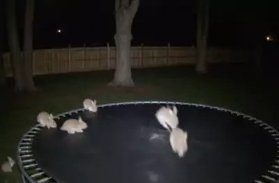 Macquarie Dictionary Crowns 'AI Slop' as 2025's Word of the Year