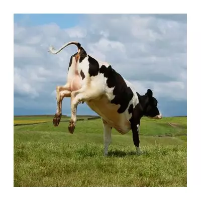 Man Crushed to Death by Falling Cow in Bed: Brazil Tragedy