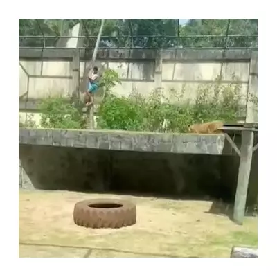 Man killed by lioness after scaling 20ft wall into Brazilian zoo enclosure