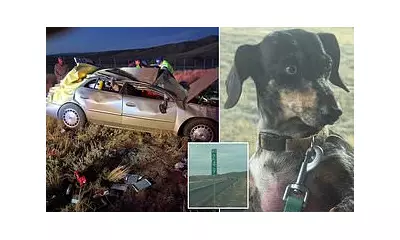 Miracle Dog Found Alive After Week Missing Following Terrifying Car Crash