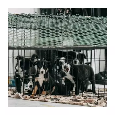 Puppies Saved by 'Auntie' Dog After Heartless Field Abandonment