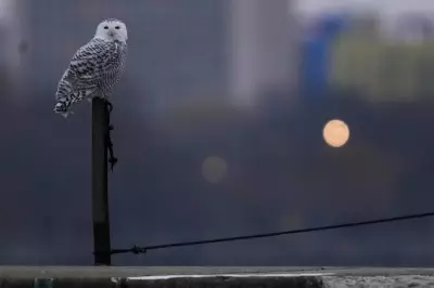 Rare Snowy Owls Draw Crowds to Chicago's Lake Michigan Shoreline