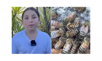 Santa Rosa's Beekeeping Hero: The Man Who Rescued a 10,000-Strong Swarm from a Family Home