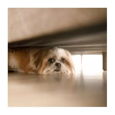 Vet Nurse Reveals 3 Simple Ways To Cool Down Your Dog In Hot Weather