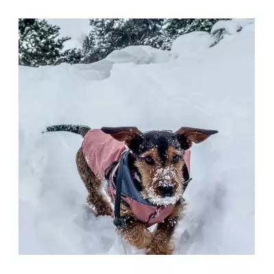 Vet's Urgent Warning: 7 'Serious' Cold Weather Symptoms in Pets