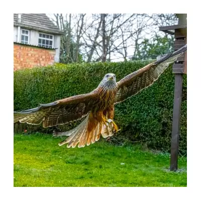 Wildlife Photographer's Bush Disguise Captures Stunning Red Kite Images