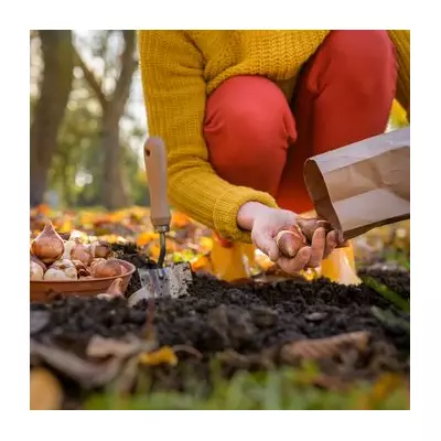 Winter Bulb Planting Guide: It's Not Too Late for Spring Blooms