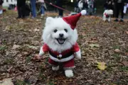 100+ Dogs in Festive Jumpers Parade for Rescue Charities in London