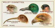 1950 Country Diary: Nostalgic Look at Vintage Cigarette Cards of British Birds