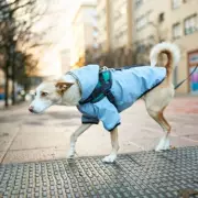 3 Essential Winter Tips for UK Dog Owners from PDSA Vets