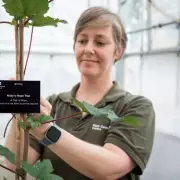 49 Sycamore Gap Saplings Sprout Hope After Iconic Tree Felled