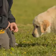 5 'Perfect' Dog Breeds for UK Families - Not Labs or Goldens