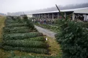 50,000 Christmas Trees Auctioned in Pennsylvania as Festive Trade Booms