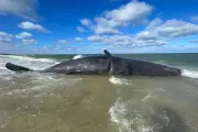 50ft Sperm Whale Stranded on Nantucket Beach Poses Removal Challenge