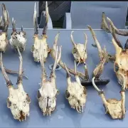 80% of Wildlife Criminals Linked to Serious Human Offences, Report Reveals