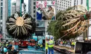 80ft Family Spruce Becomes Rockefeller Christmas Tree in Touching Tribute