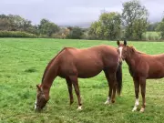 A Mile From Home: How Moving Just 1600 Metres Transformed My Connection to Nature