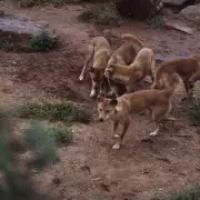 Actor's Tragic Death from Rabies After Puppy Licked His Wound