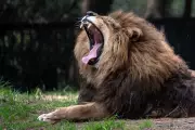 AI Discovers New Type of Lion Roar, Transforming Conservation