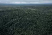 Amazon and Congo Unite: Historic Alliance Forms to Protect World's Lungs from Deforestation Crisis