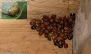 Asian Lady Beetle Invasion: Biting Pests Swarm US Homes by Thousands