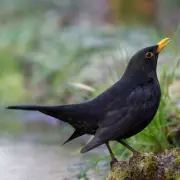 Attract Blackbirds to Your Garden with One Simple Fruit This November