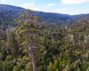 Australia's Forest 'Sleight of Hand' Exposed: New Growth Fails to Replace Old Trees